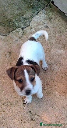 Jack Russell Terrier perros Jack russell  - Anuncio 5