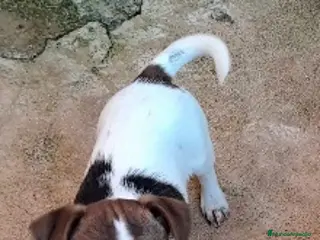 Jack Russell Terrier perros Jack russell - Anuncio 5