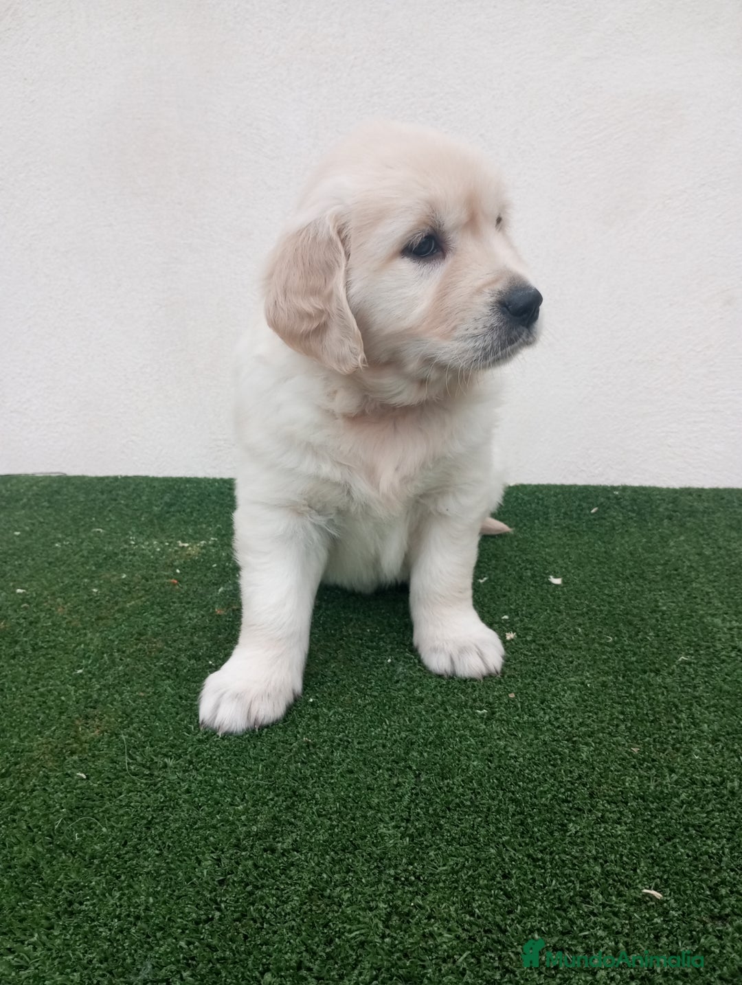 Golden Retriever perros en venta: Espectaculares ejemplares de GOLDEN RETRIEVER  - Anuncio 7