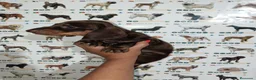 Teckel Miniatura perros en venta: Teckel miniatura - Anuncio 3