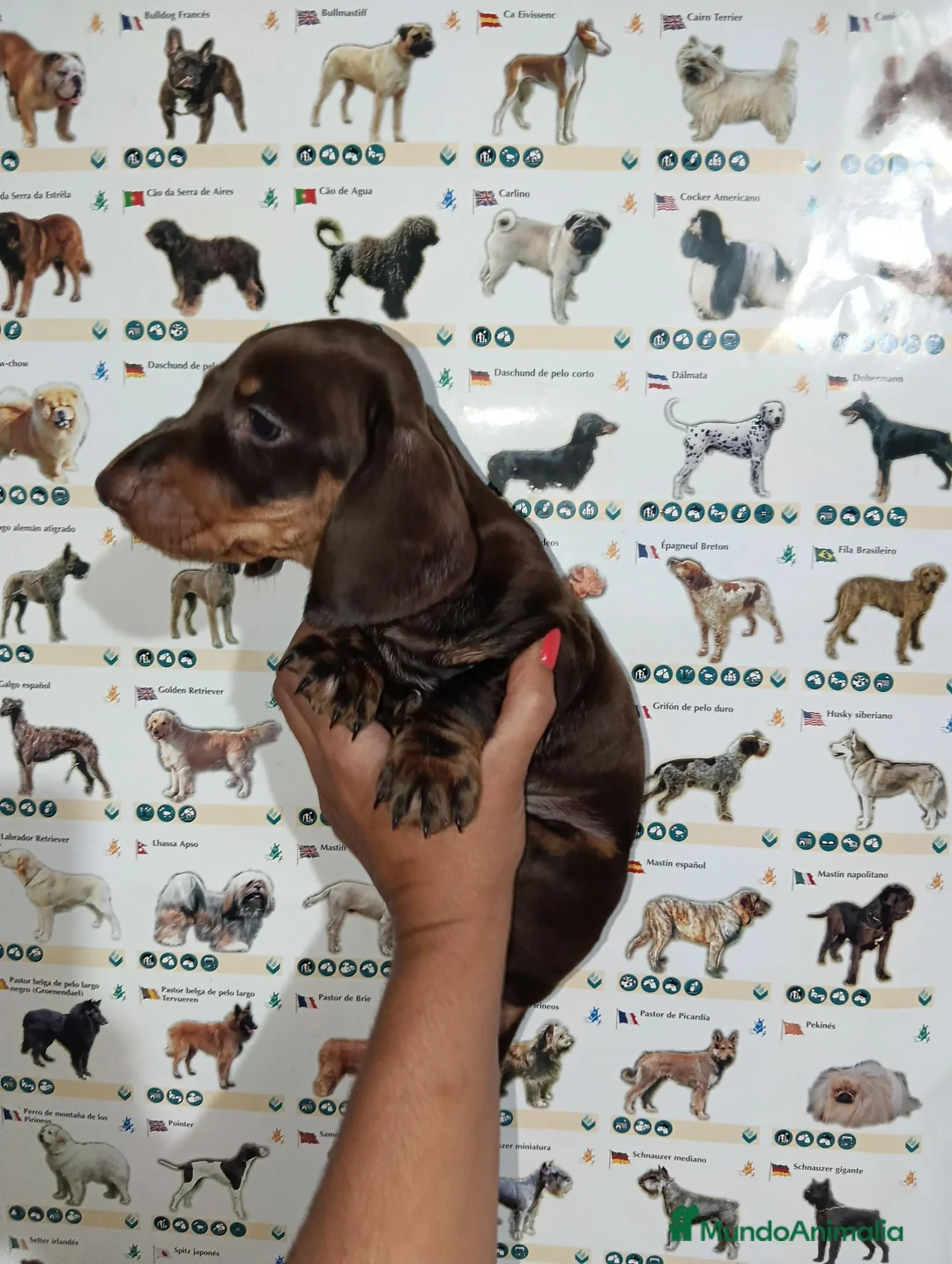 Teckel Miniatura perros en venta: Teckel miniatura - Anuncio 3