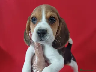 Beagle perros Beagle - Anuncio 1
