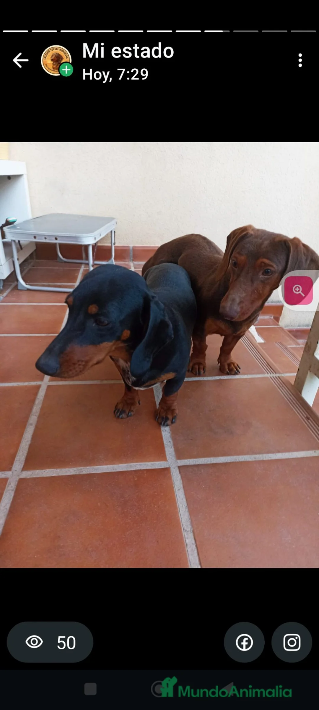Teckel Miniatura perros en venta: Teckel Miniatura  - Anuncio 2