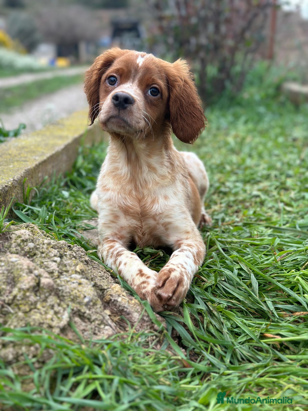 Épagneul Breton perros en venta: BRETÓN ESPAÑOL BLANCO Y NARANJA DISPONIBLES en Barcelona - Imagen 1