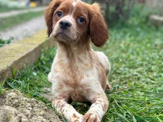 Épagneul Breton perros BRETÓN ESPAÑOL BLANCO Y NARANJA DISPONIBLES - Anuncio 3