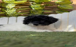 Perro de Agua Español perros en venta: PERRO DE AGUA HEMBRA - Imagen 16