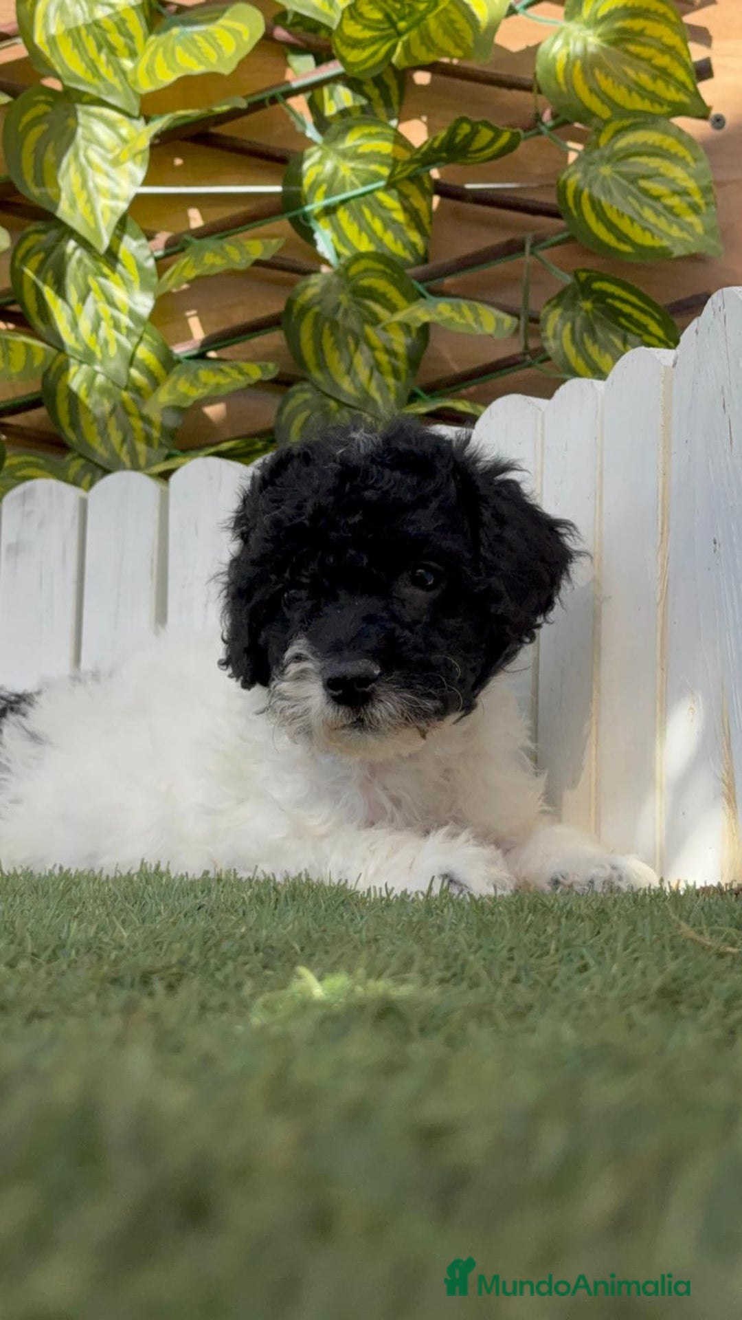Perro de Agua Español perros en venta: PERRO DE AGUA HEMBRA - Imagen 16