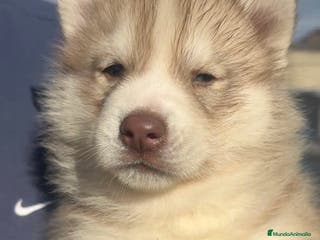 Husky Siberiano perros Husky siberiano - Anuncio 16