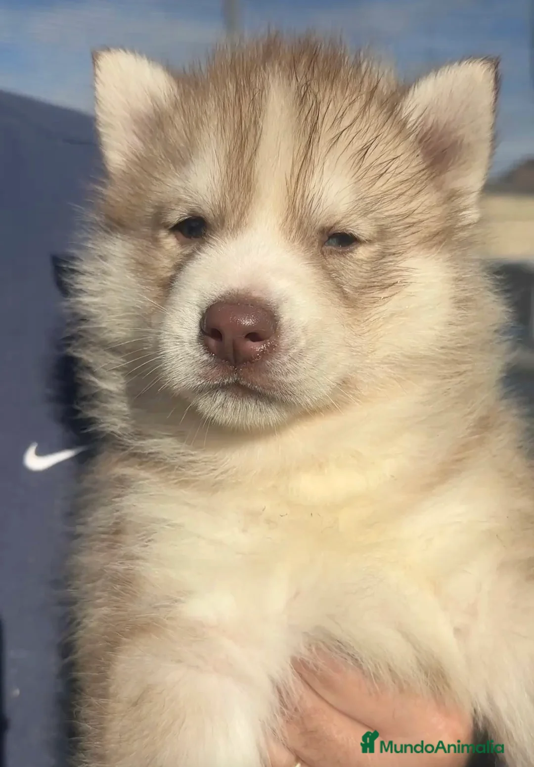 Husky Siberiano perros en venta: Husky siberiano - Anuncio 2