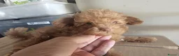 Caniche Toy perros en venta: Caniche rojo toy - Anuncio 4