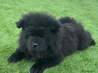 Chow Chow perros Última hembra de chow chow - Anuncio 5