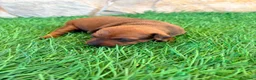Pinscher Miniatura perros en venta: Pinscher Miniatura roja - Anuncio 10