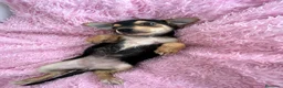 Chihuahua perros en venta: Chihuahua  - Anuncio 3