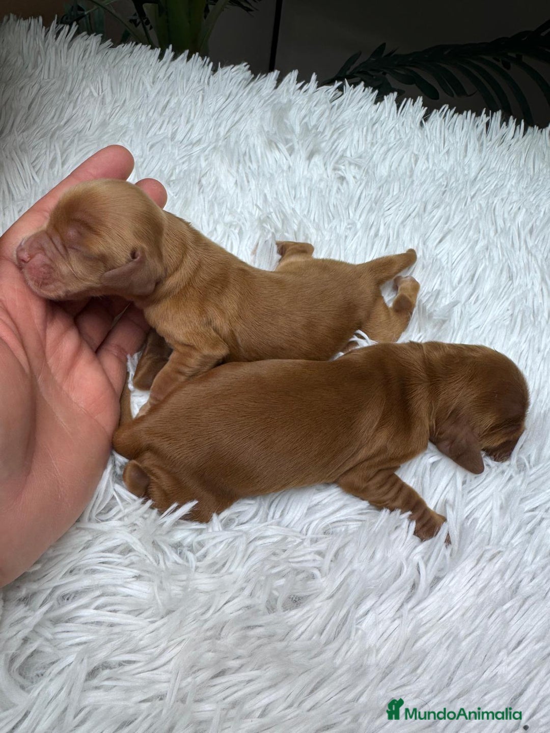 Cocker Spaniel Inglés perros en venta: COCKER SPANIEL INGLES - Anuncio 4