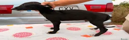 Galgo Español perros en venta: camada galgo español  - Anuncio 3