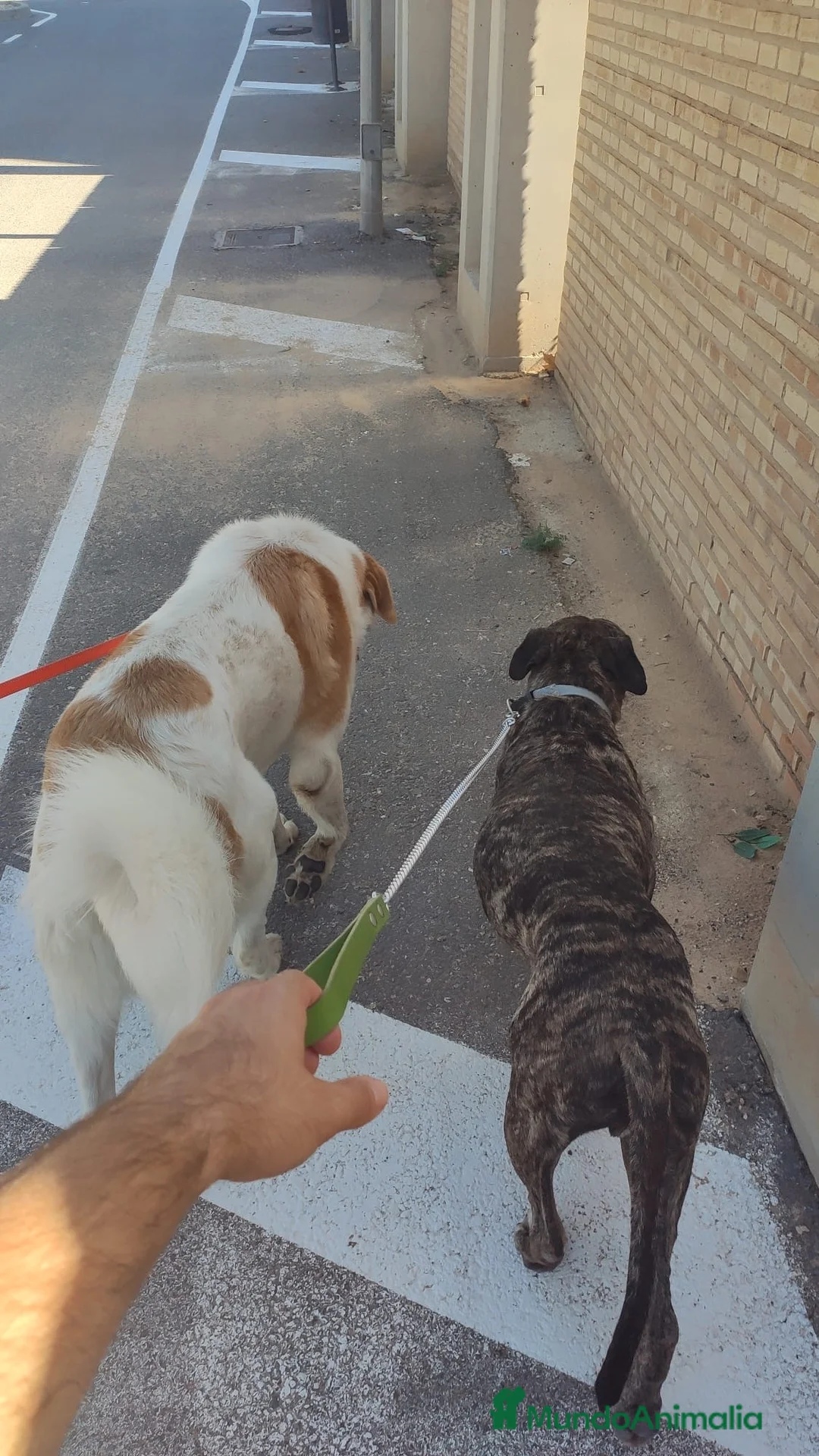 American Staffordshire-Terrier perros en adopcion: IZAN ❤️ en Adopción  - Anuncio 4