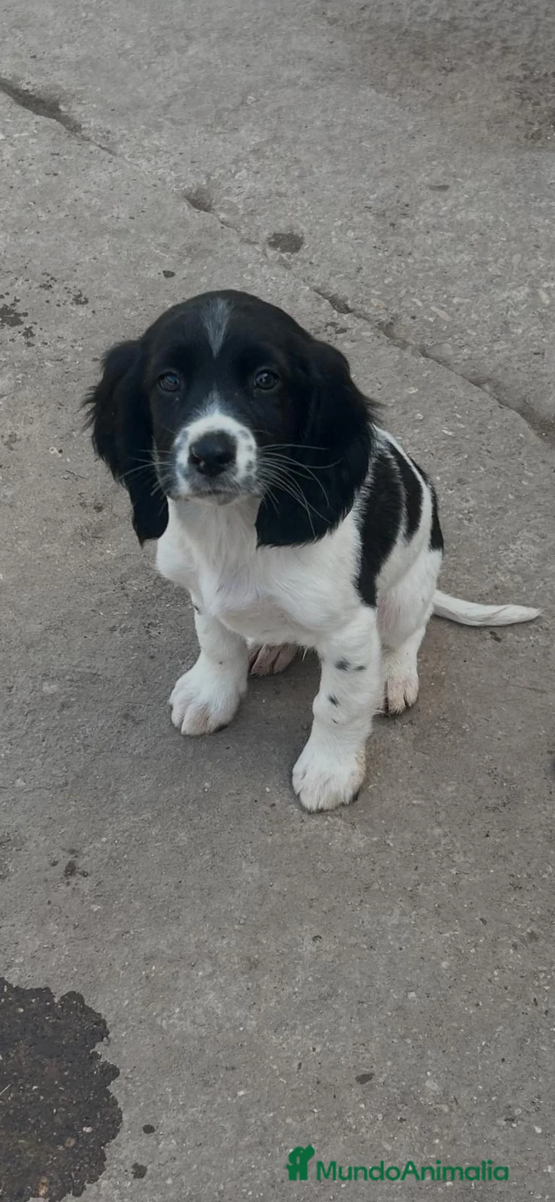 English Springer Spaniel perros en venta: Springer  - Anuncio 3