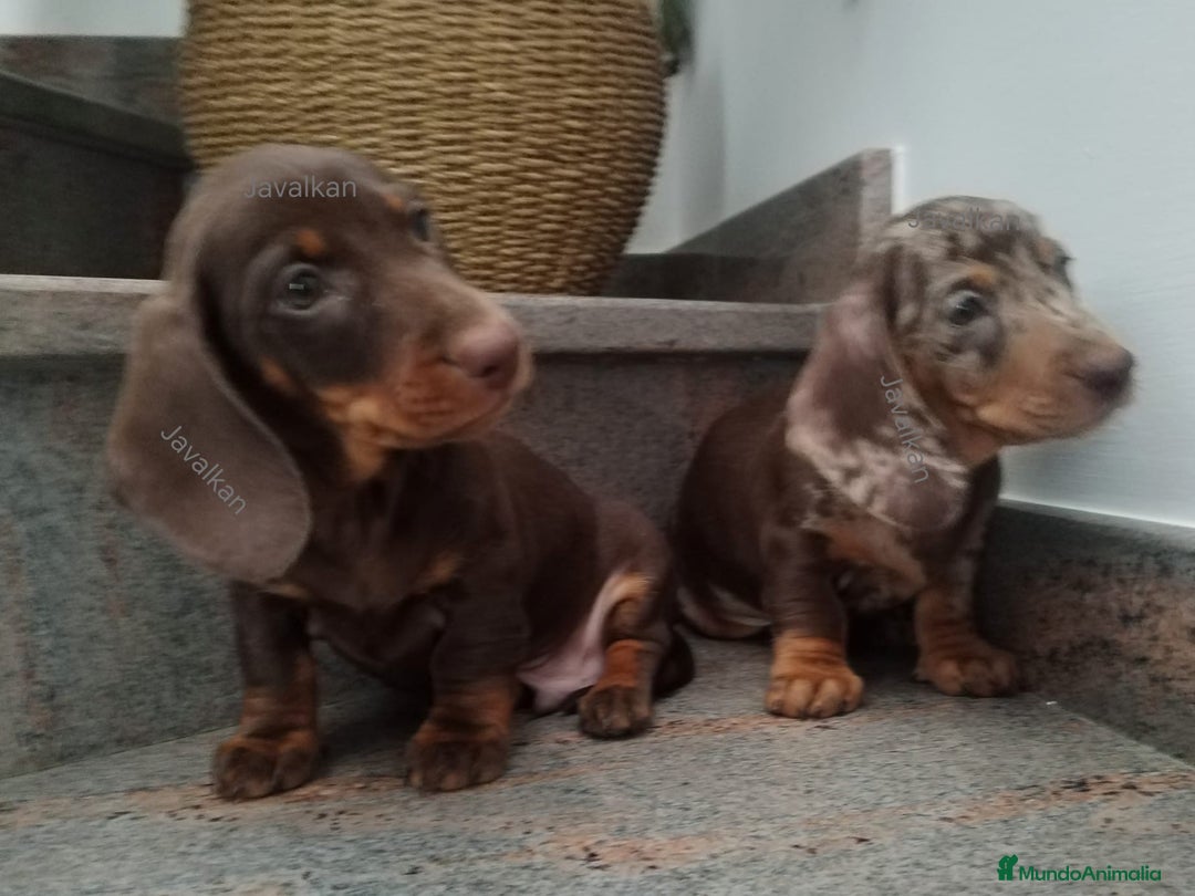 Teckel Miniatura perros en venta: Teckel miniatura  - Imagen 4