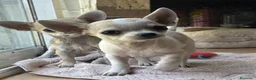 Chihuahua perros en venta: Cachorritos toy cabeza manzana - Anuncio 2