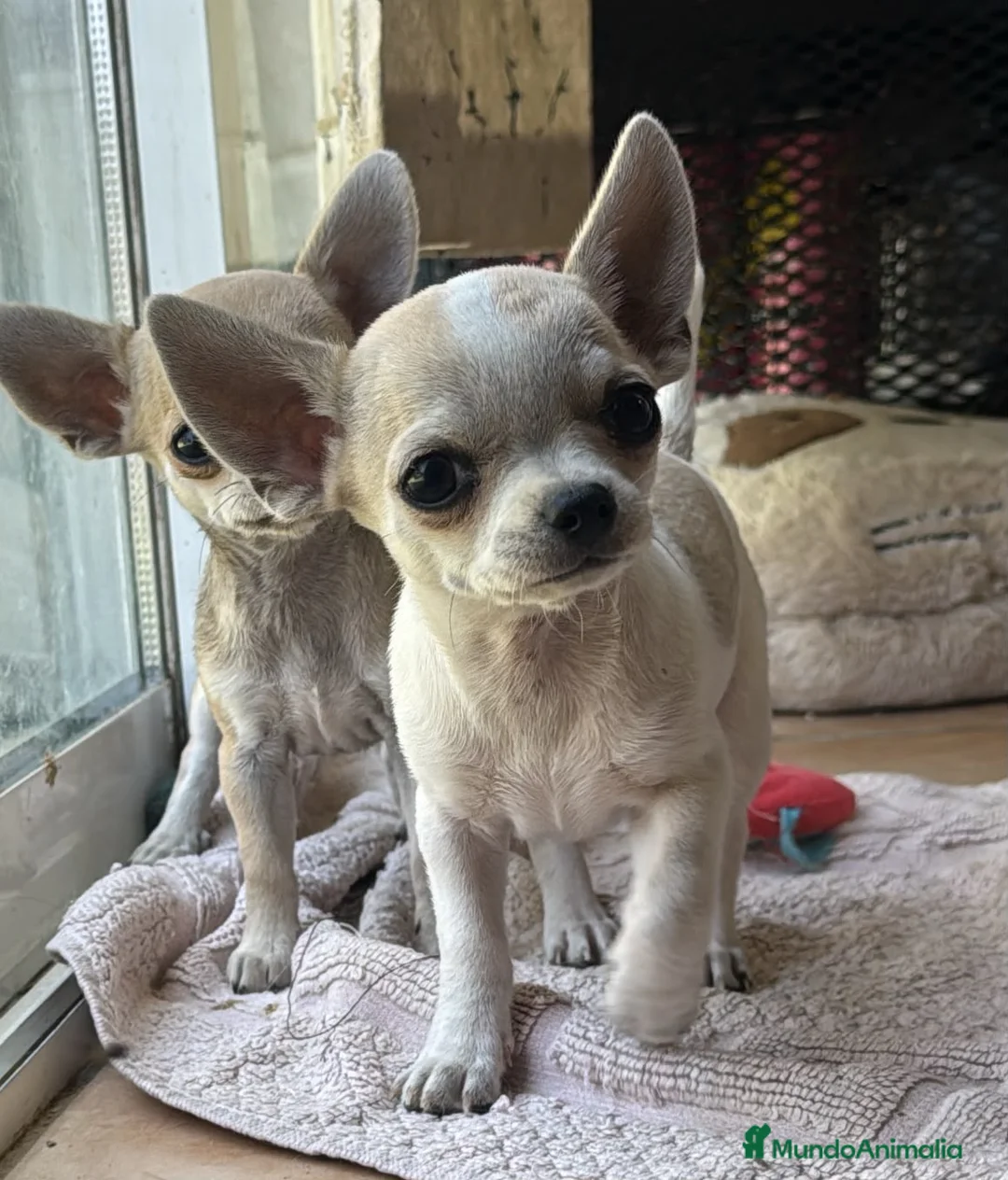 Chihuahua perros en venta: Cachorritos toy cabeza manzana - Anuncio 2