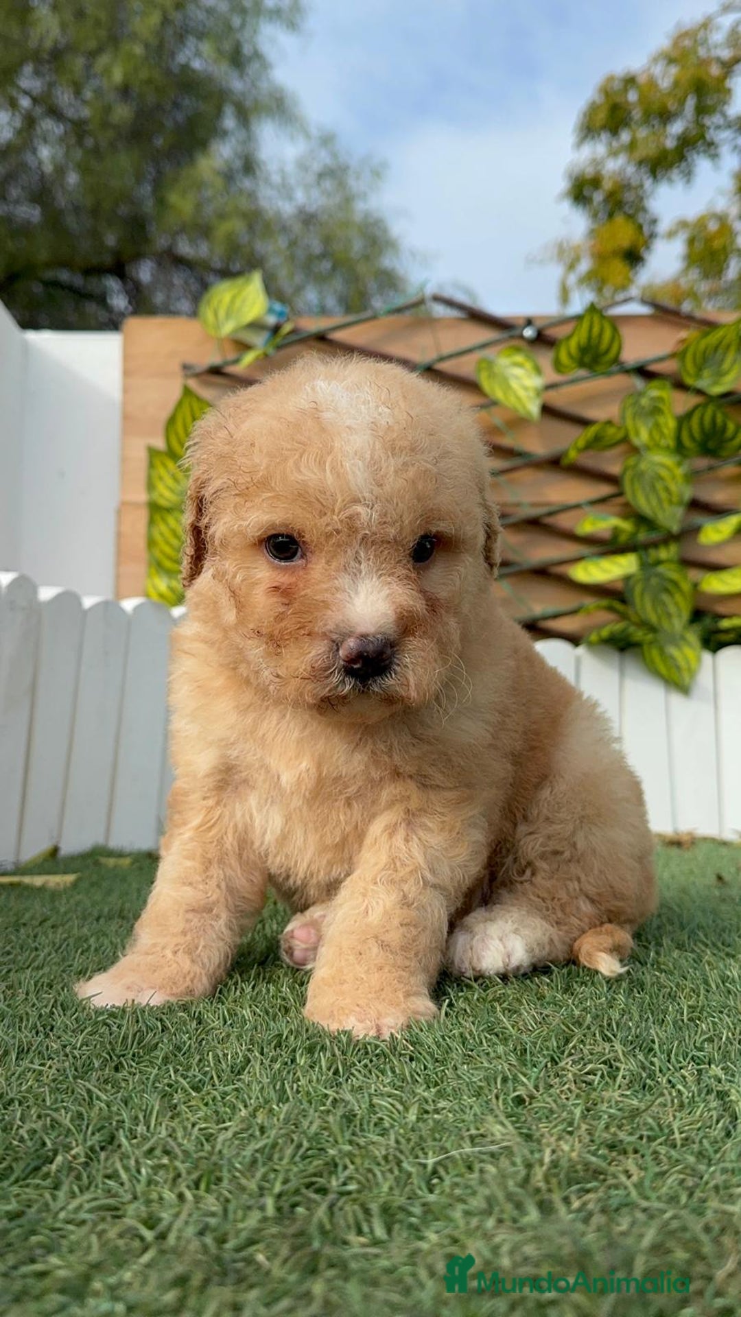 Perro de Agua Español perros en venta: PERRO DE AGUA ESPAÑOL - Anuncio 2