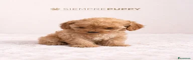 Caniche Toy 1