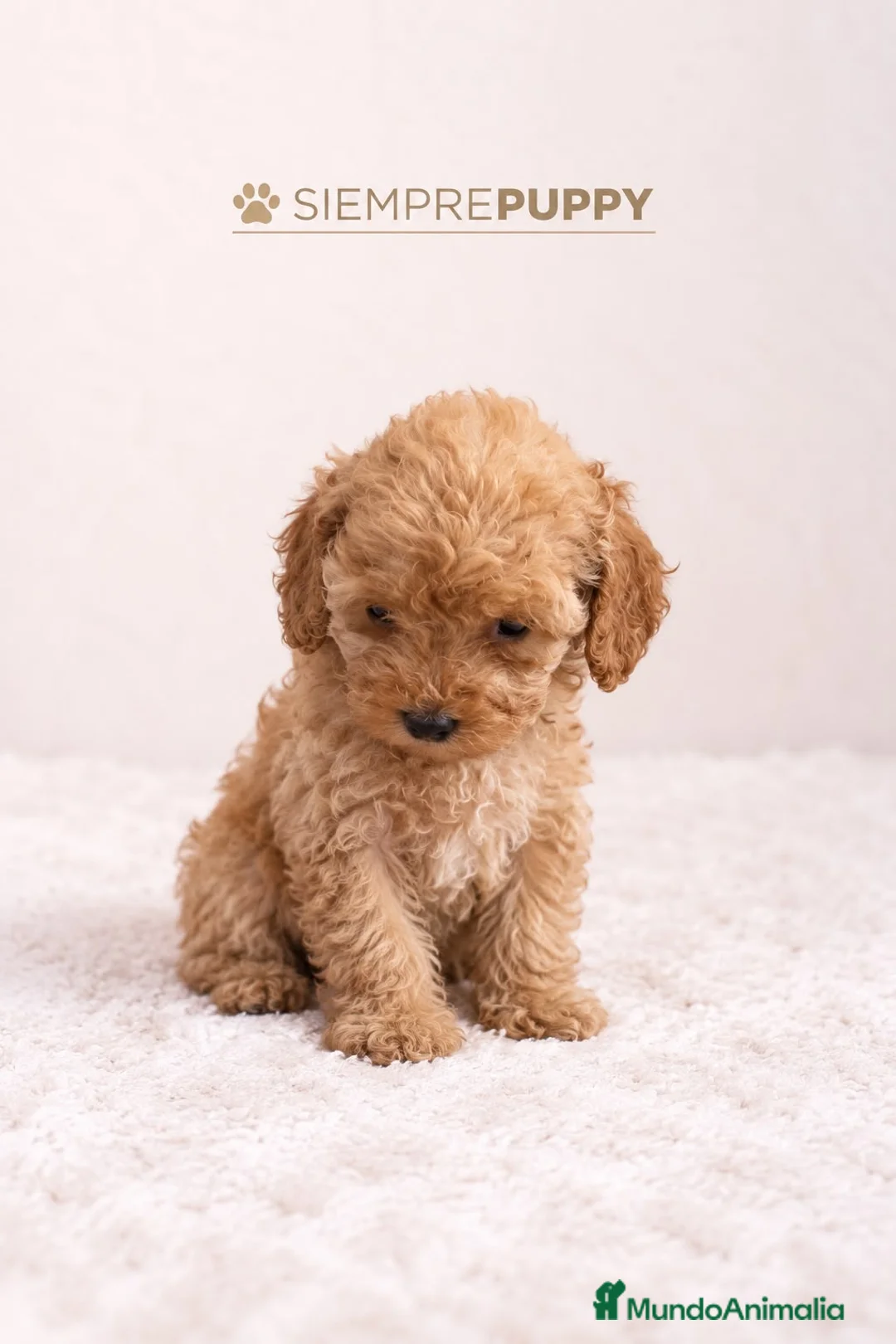 Caniche Toy perros en venta: CANICHE MINI TOY HEMBRA - Anuncio 2