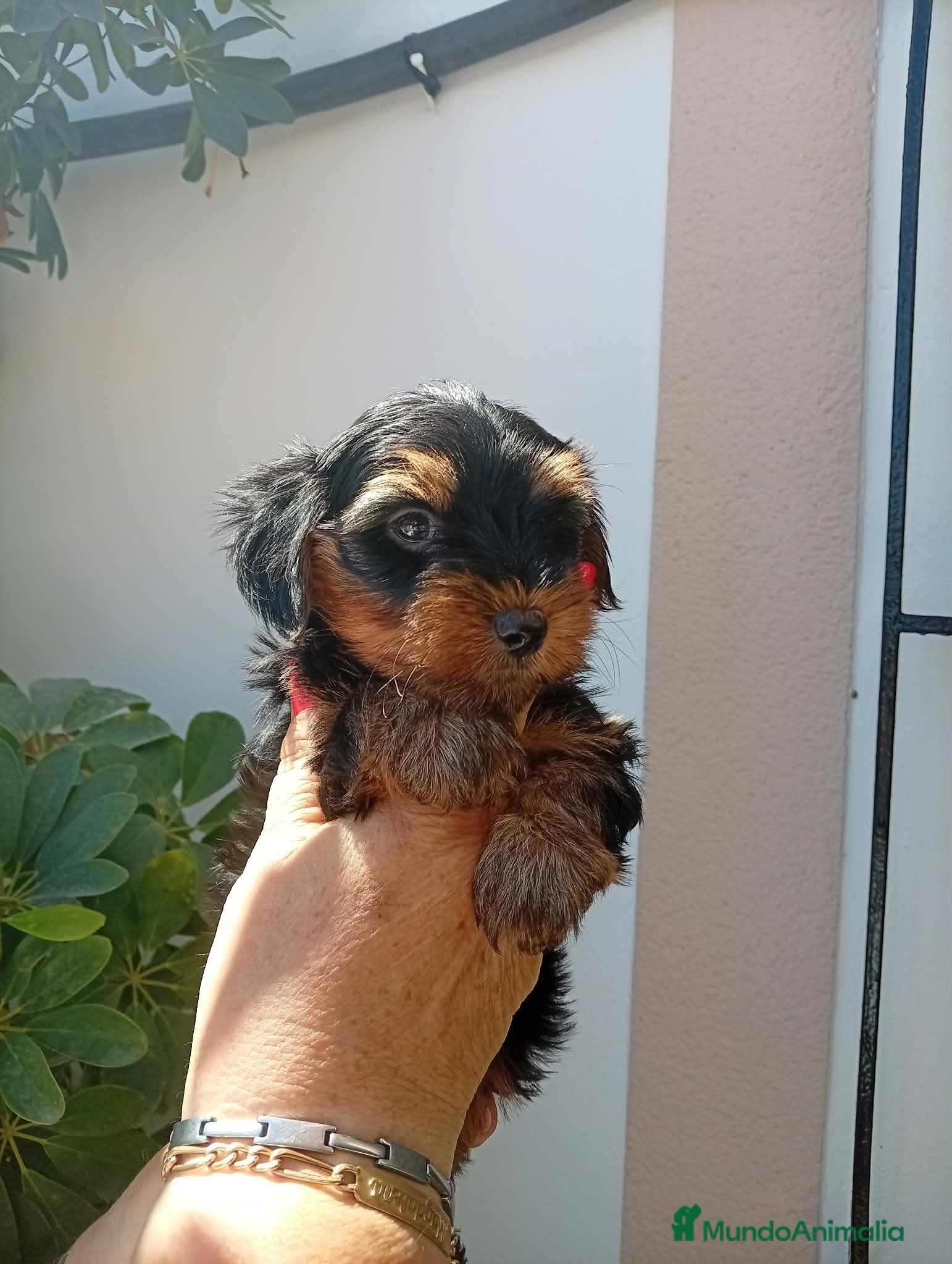 Yorkshire Terrier perros Yorkshire toy - Anuncio 2