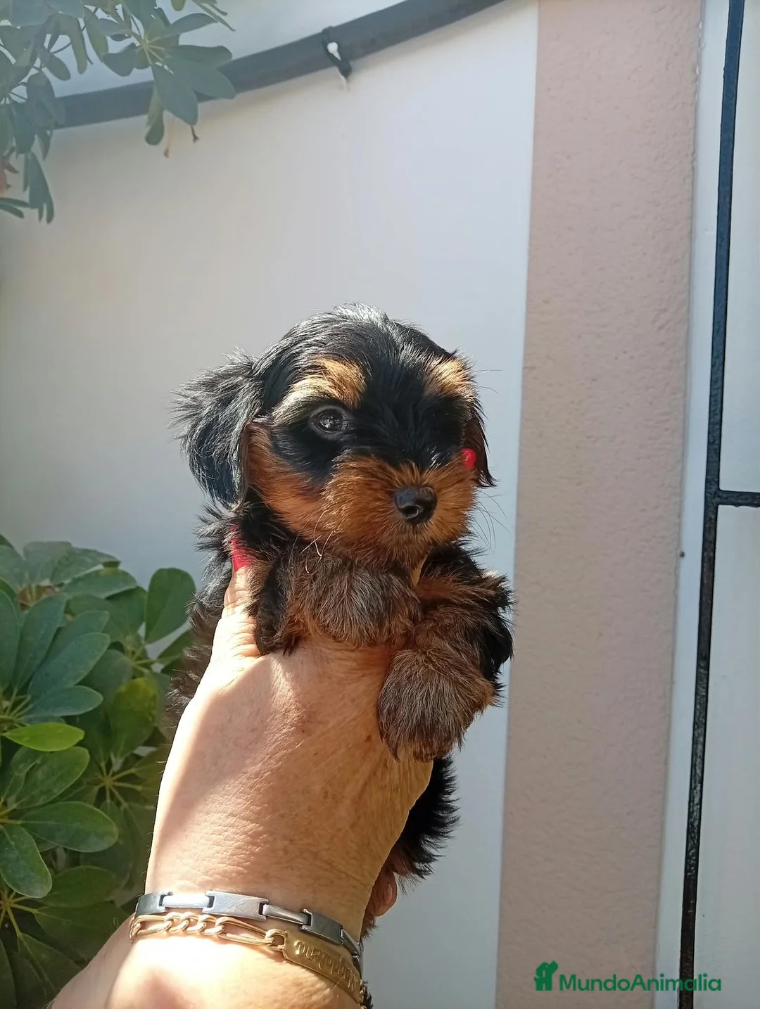 Yorkshire Terrier perros en venta: Yorkshire toy - Anuncio 1