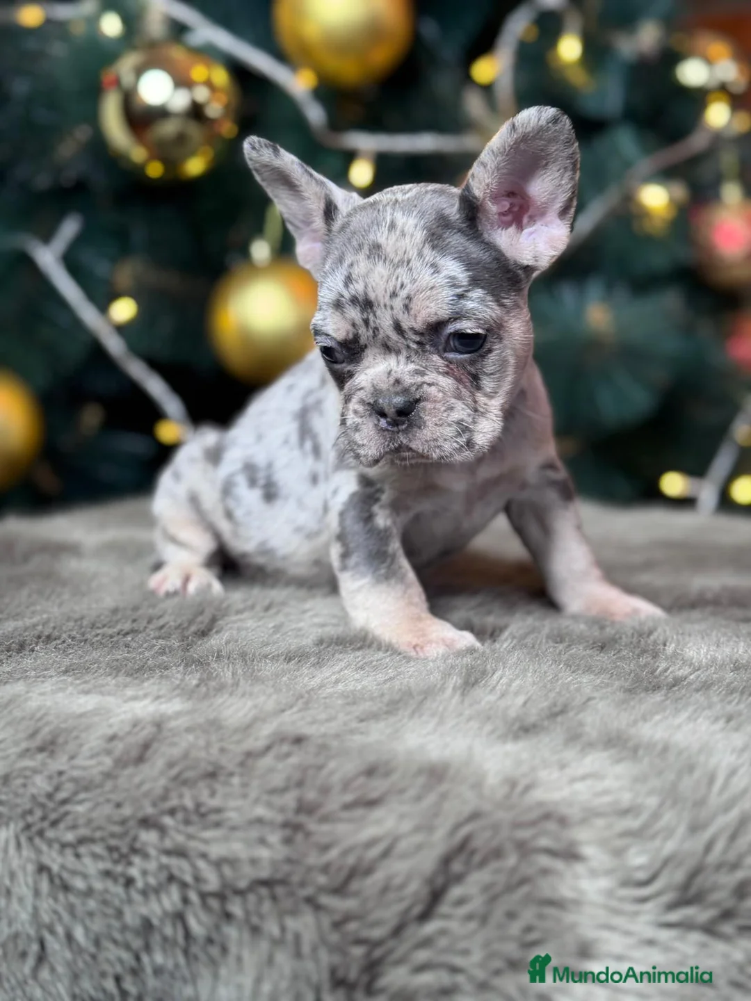 Bulldog Francés perros en venta: Bulldog francés puppy  - Anuncio 4