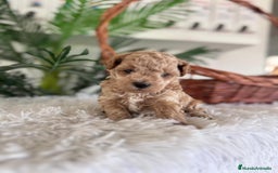 Caniche Toy perros en venta: CANICHE TOY MACHO - Imagen 10