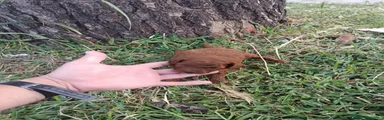Raza Mixta Cachorro 8
