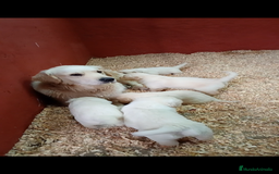 Golden Retriever perros en venta: Camada de Golden Retriever  - Imagen 9