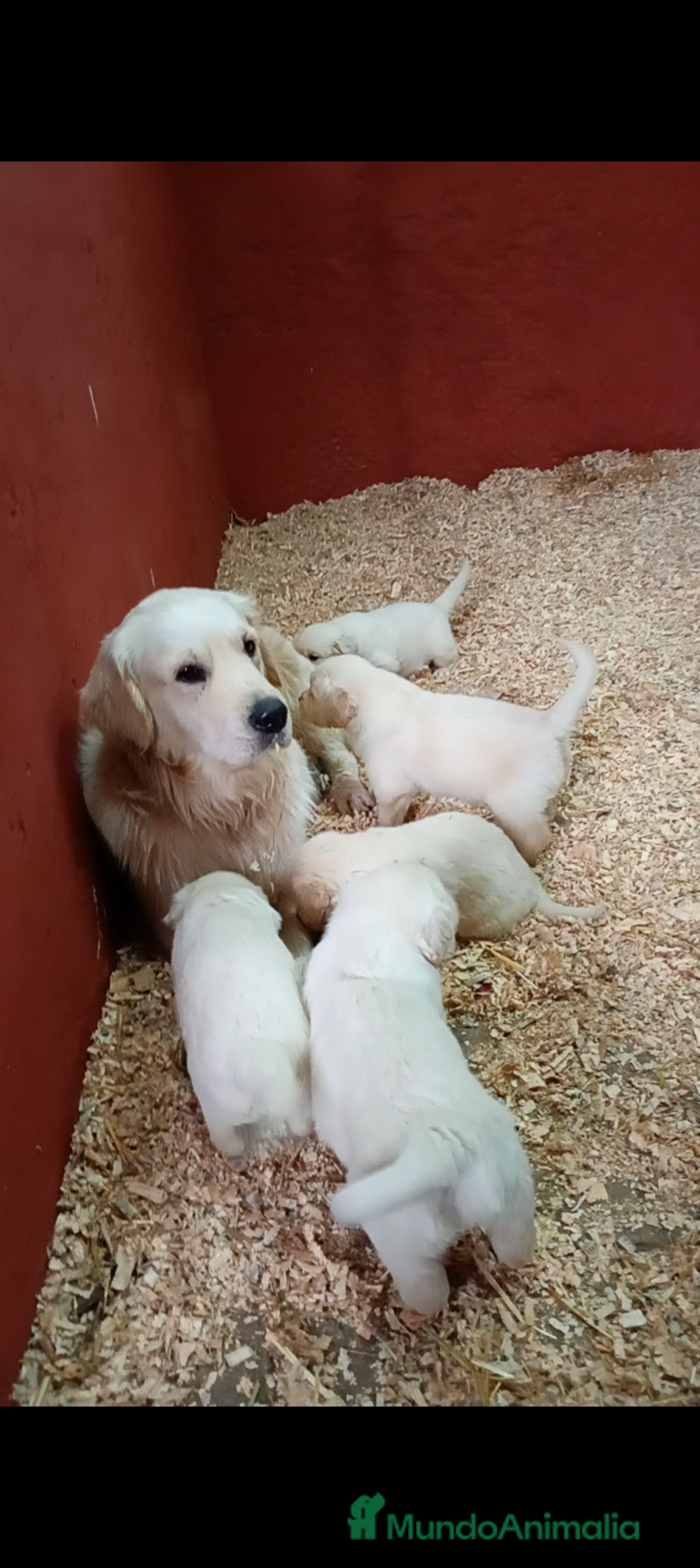 Golden Retriever perros en venta: Camada de Golden Retriever  - Imagen 9