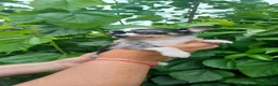 Chihuahua perros en venta: Chihuahua toy ojos azules precioso muy pequeño  - Anuncio 2