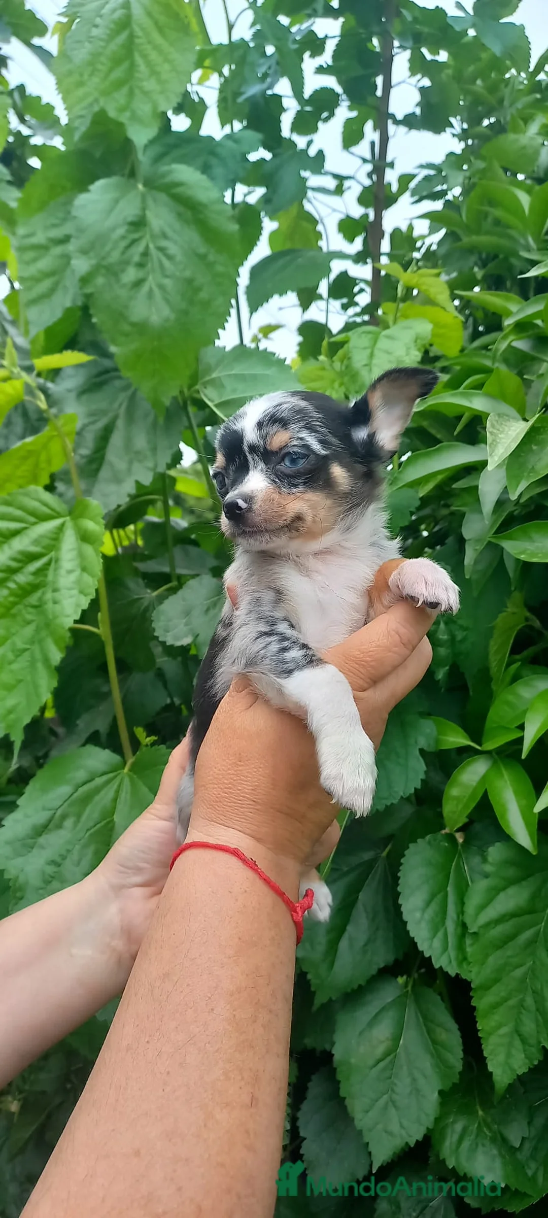 Chihuahua perros en venta: Chihuahua toy ojos azules precioso muy pequeño  - Anuncio 2