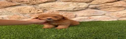 Caniche Toy perros en venta: Excelente caniche toy - Anuncio 1