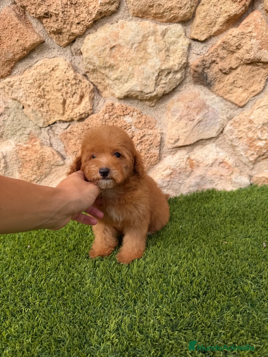 Caniche Toy perros en venta: Excelente caniche toy - Anuncio 1
