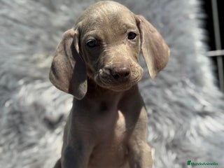 Weimaraner perros en Barcelona - Anuncio 2