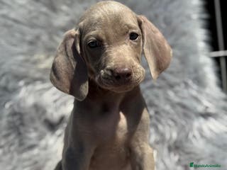 Weimaraner perros WEIMENARE MACHO DISPONIBLE en Barcelona - Anuncio 8
