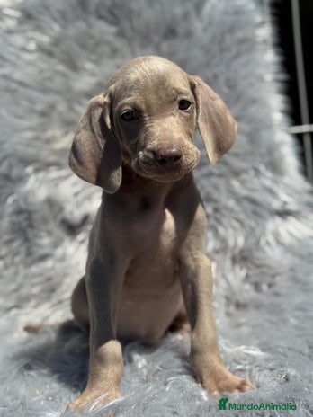 Weimaraner perros en Barcelona - Anuncio 3
