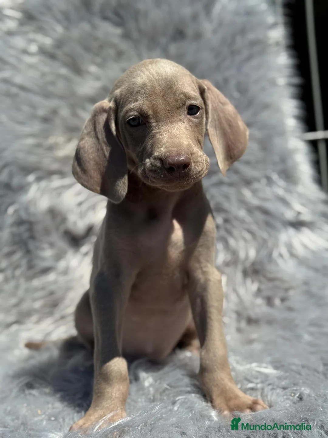 Weimaraner perros en venta: WEIMENARE MACHO DISPONIBLE en Barcelona - Anuncio 1