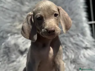 Weimaraner perros WEIMENARE MACHO DISPONIBLE en Barcelona - Anuncio 1