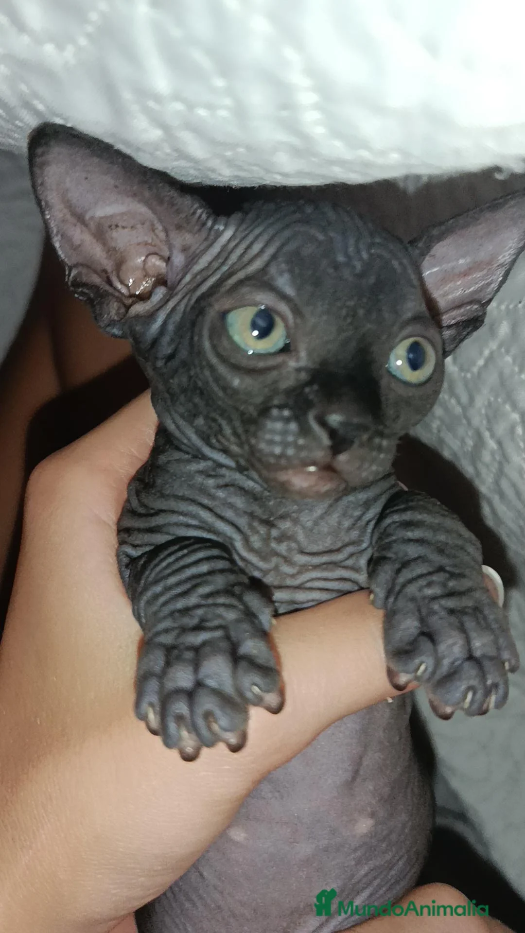 Sphynx gatos en venta: Precioso Machito  - Anuncio 2