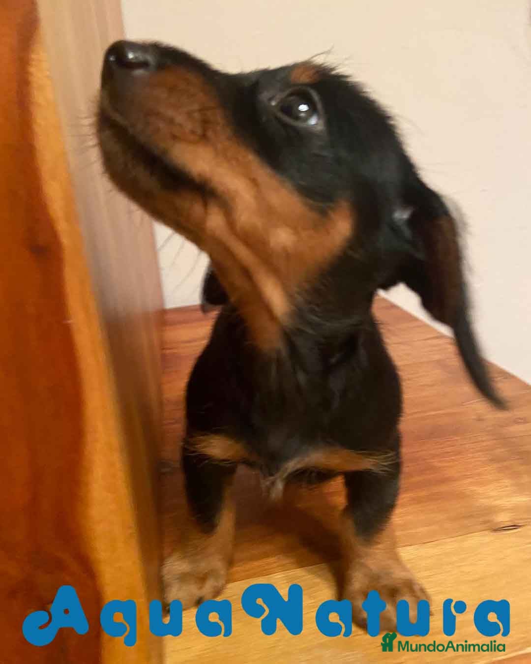 Teckel Miniatura perros en venta: Teckel Hembra de Kily y Luisiño 1998 AQUANATURA - Anuncio 4