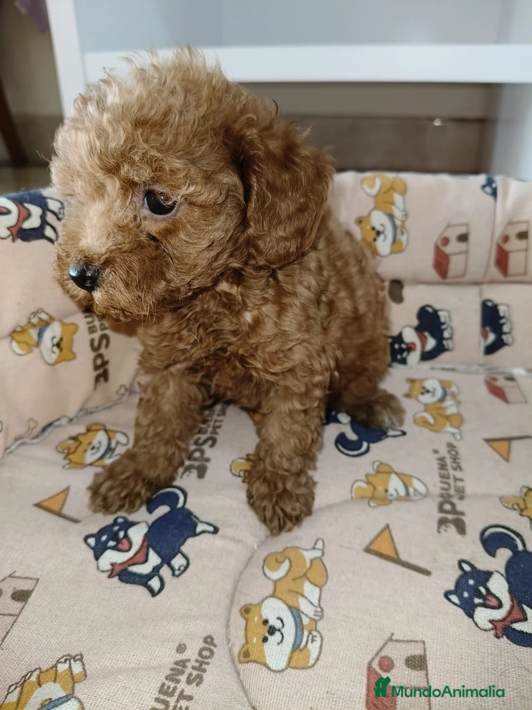 Caniche Toy perros en venta: Caniche toy roja hembra - Anuncio 3