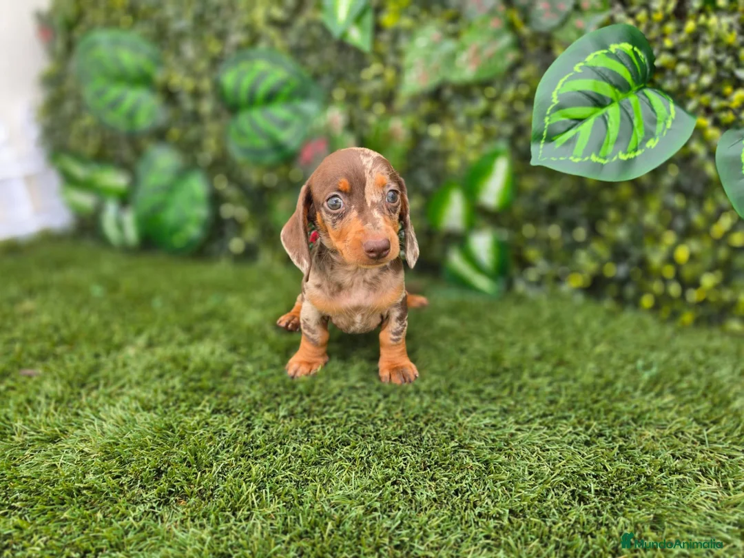 Teckel Miniatura perros en venta: TECKEL MINIATURA & KANNINCHEN ARLEQUIN - Anuncio 4