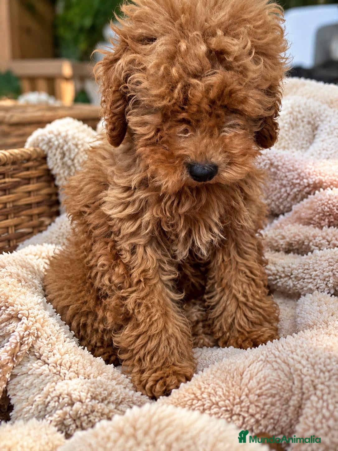 Caniche Toy perros Caniche toy  - Anuncio 1
