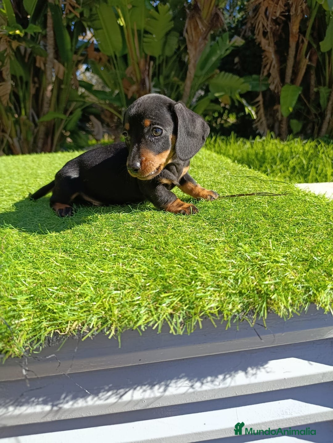 Teckel perros en venta: Teckel kanichen  - Anuncio 1