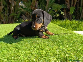 Teckel perros Teckel kanichen - Anuncio 1